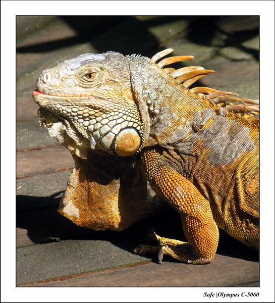 2005 - 06 - Zoo 070.JPG